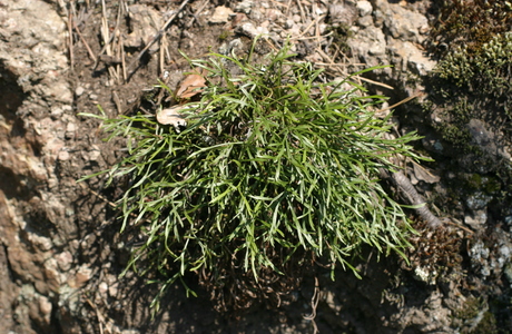Nordischer Streifenfarn (Asplenium septentrionale) - © Emanuel Trummer